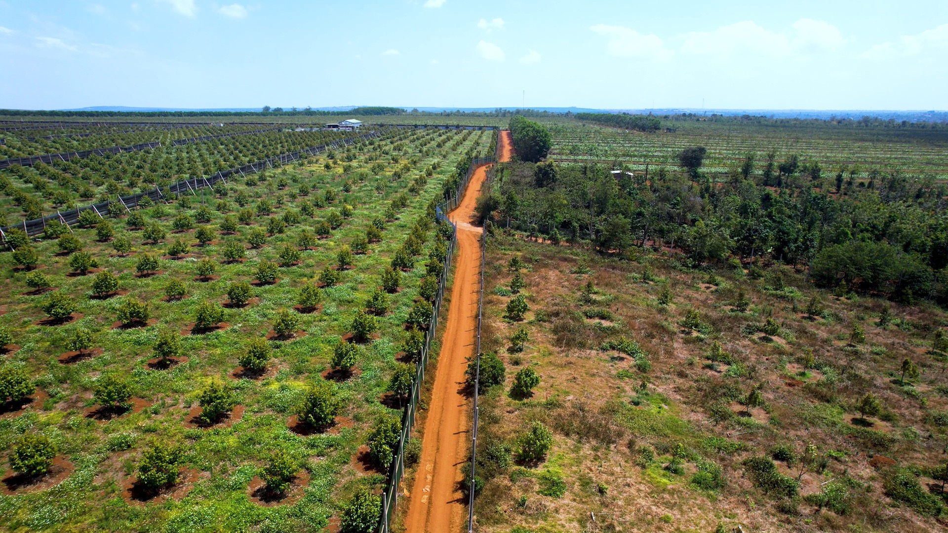 Bán 1.7 ha đất sầu riêng,gần khu công nghiệp phú xuân