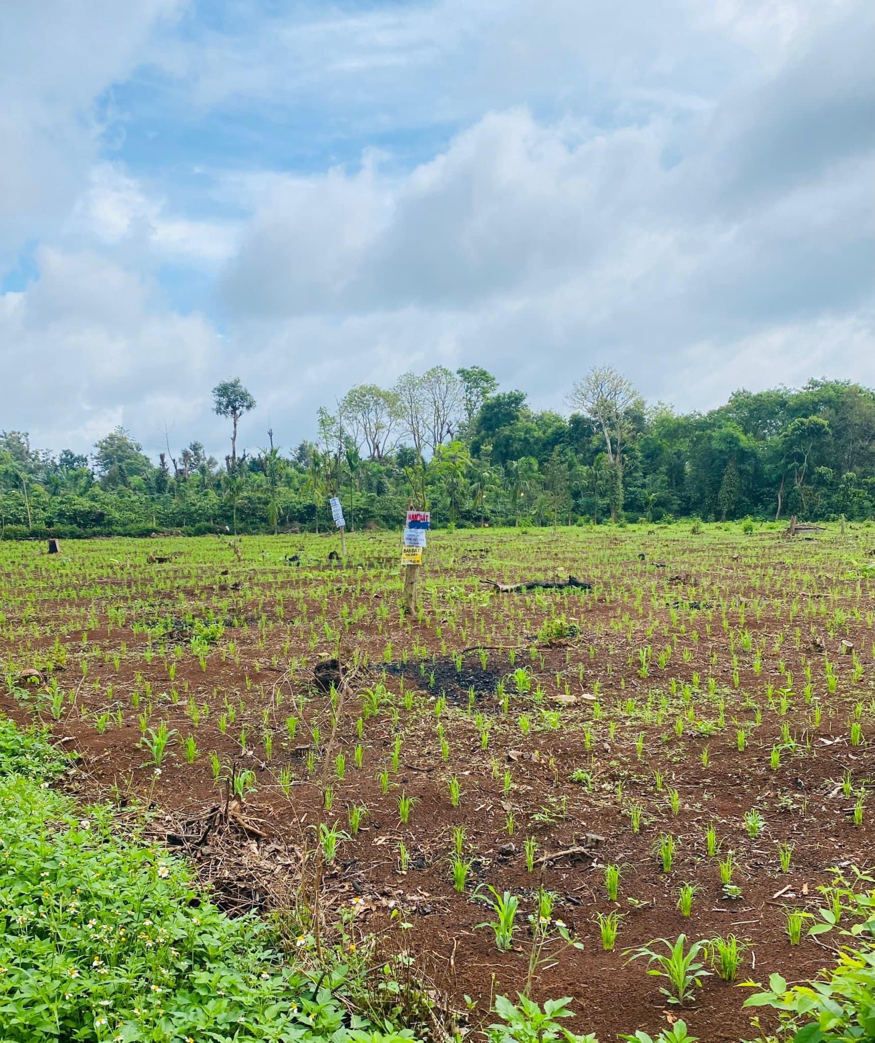 CÒN 1 LÔ DUY NHẤT  FULL THỔ CƯ TẠI COURDANG, CƯMGAR, DAKLAK